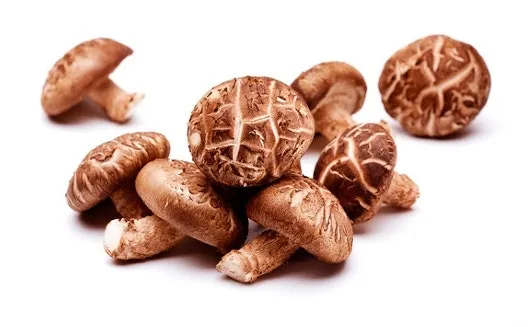 표고버섯 효능_6