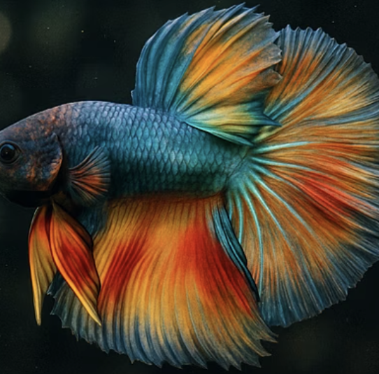 초보자가 하프문베타 키울 때 가장 많이 하는 실수 5가지