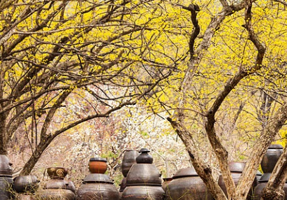 의성 산수유 축제