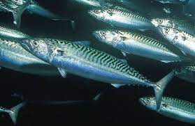 RTG 오메가 3 먹는 이유 좋은 제품 고르는 법 효능 복용법