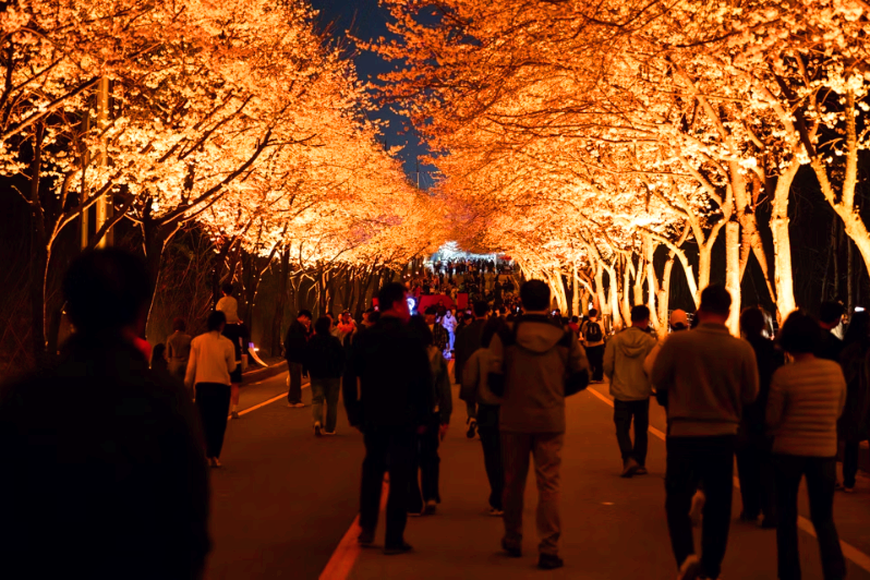 여주 흥천 남한강 벚꽃축제