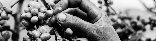 커피 찌꺼기 활용법: 다양한 방법으로 재활용