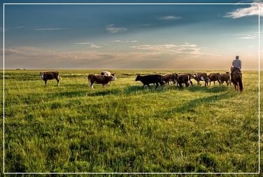 소나 말을 모는 꿈 꿈해몽