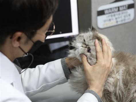 동물 보건사