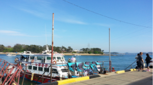 태안 튤립 축제 기간