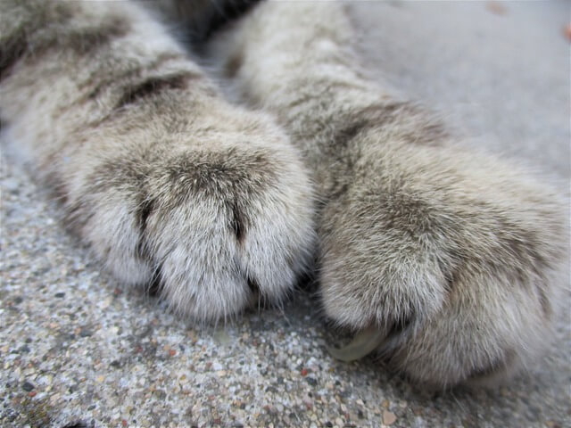 고양이 발톱 깎기