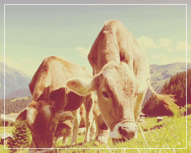 건강 리듬 유지