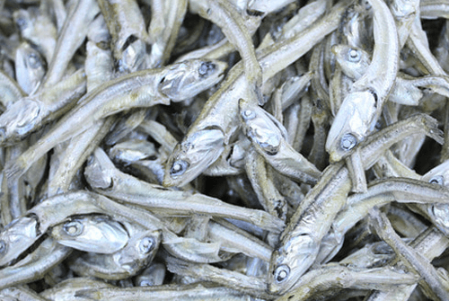 멸치의효능1
