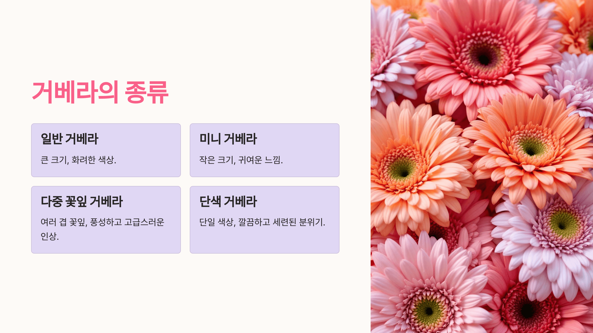 거베라 사진입니다.