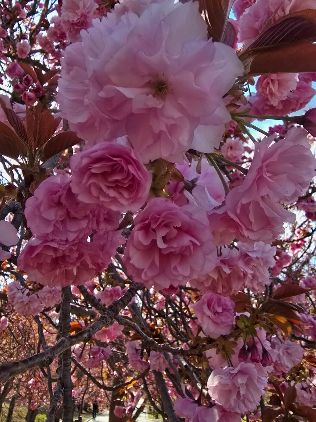 겹벚꽃4월15일자