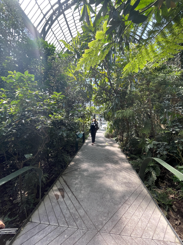 Tropical Rainforest