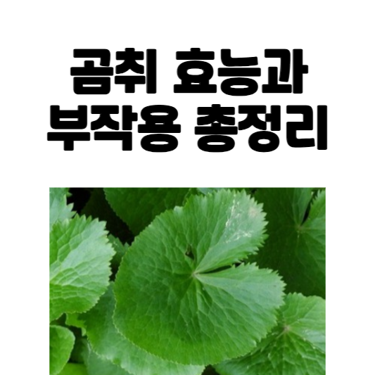 곰취 효능과 부작용