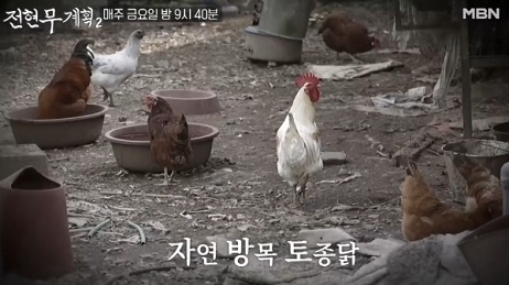 구례토종닭