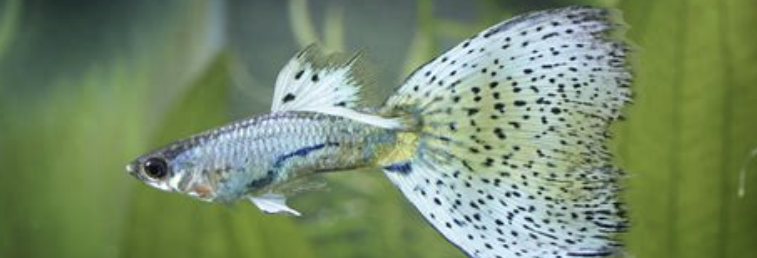 이끼먹는 물고기2