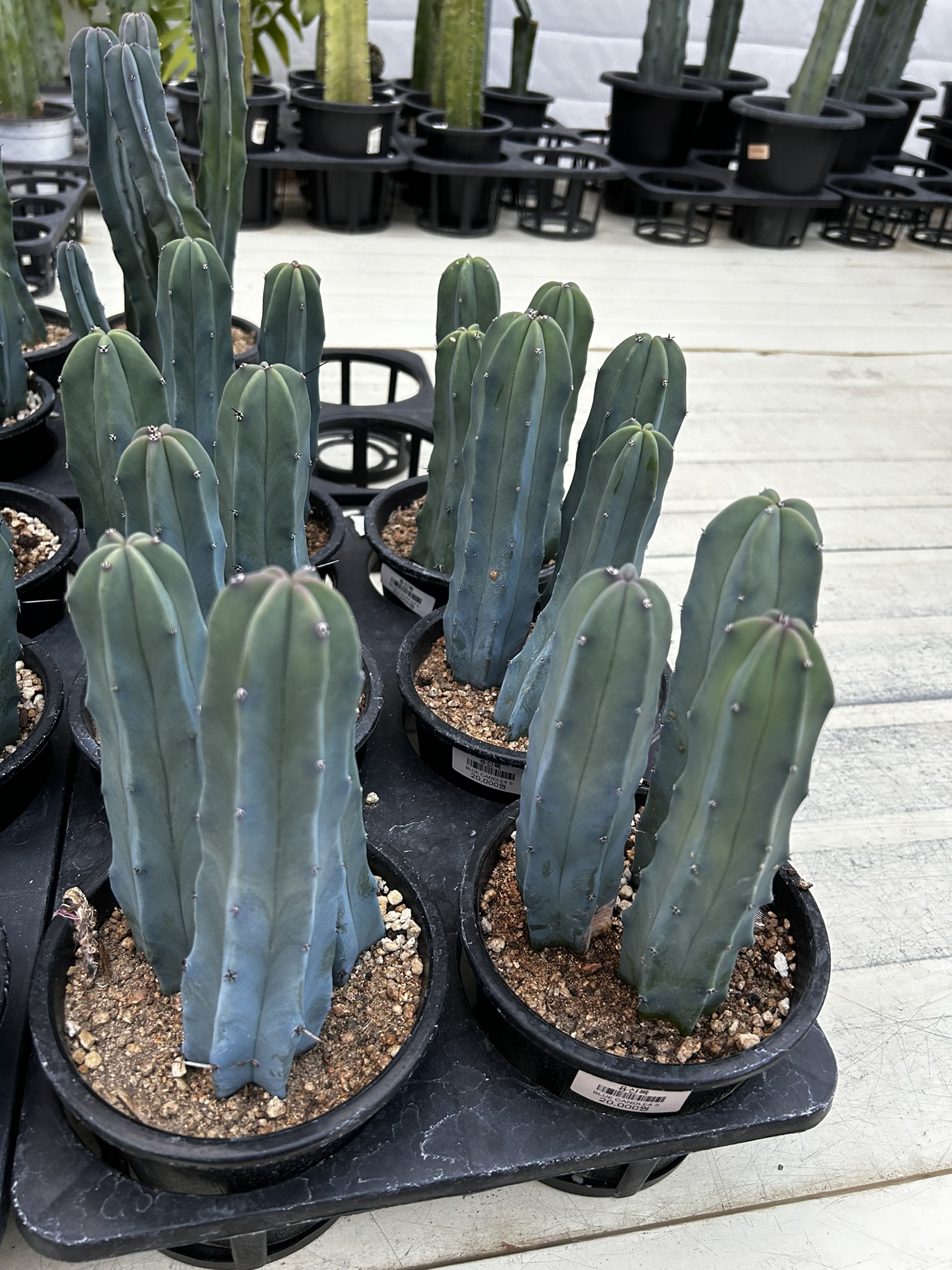 집에서 기르기 쉬운 식물 선인장 사진