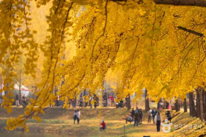 단풍명소, 가을여행, 5060여행, 무릎편한단풍명소, 화담숲, 문광저수지은행나무길, 내장산단풍생태공원, 남이섬, 운곡서원, 은행나무명소, 2026단풍, 단풍절정시기, 어르신단풍여행, 국내가을여행지, 2026단풍절정예측, 산림청단풍예측, 화담숲예약, 화담숲모노레일, 문광저수지주차, 양곡은행나무축제, 내장산단풍시기, 남이섬입장료, 남이섬주차, 운곡서원은행나무, 경주은행나무명소, 단풍여행코스, 단풍여행준비물, 부모님단풍여행, 무료단풍명소, 황금길가이드