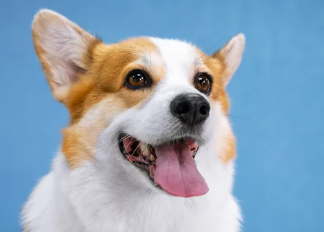 웰시코기 사진/출처:어도비스톡