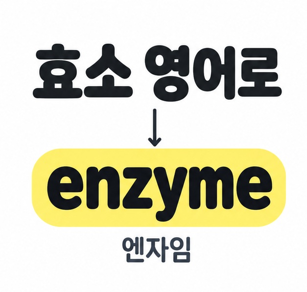 효소 영어로라는 제목을 영어 단어 enzyme과 연결하고 엔자임이라는 한글 발음을 표시한 그림