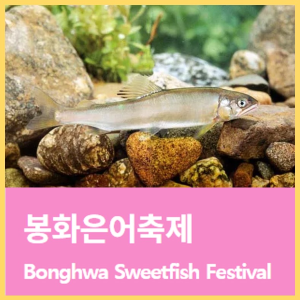 봉화은어축제