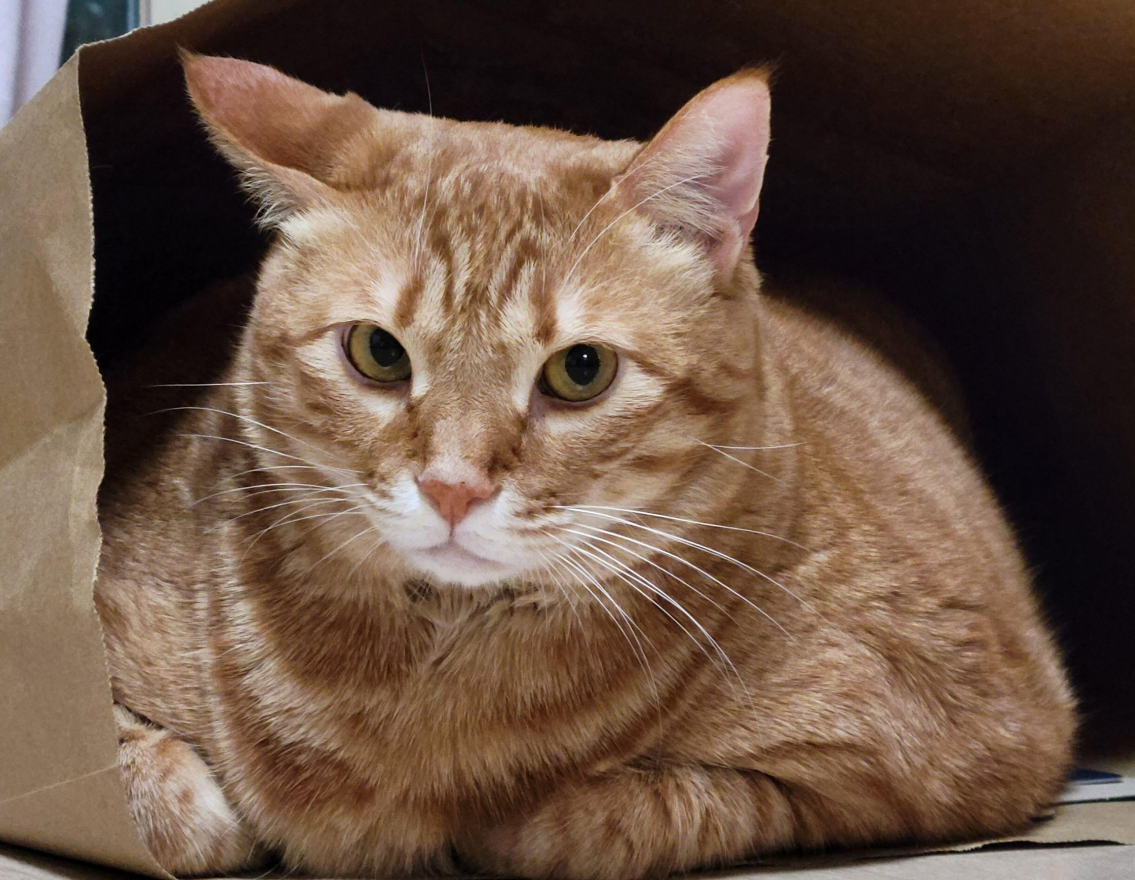 고양이 다이어트2