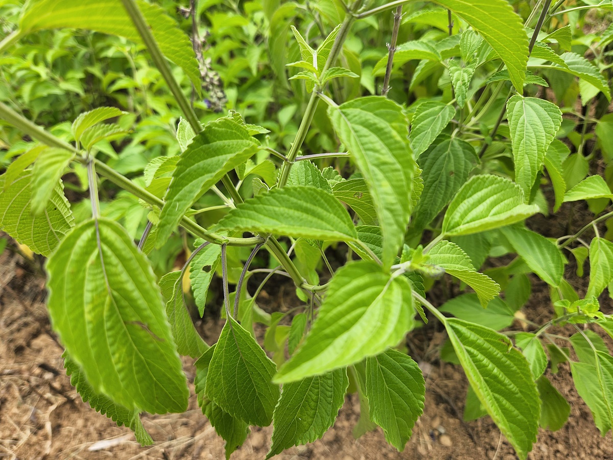블루세이지