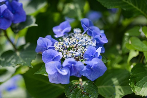 특색 있고 아름다운 민간 정원 30선 추천 여행 - 14. 고성 그레이스 정원