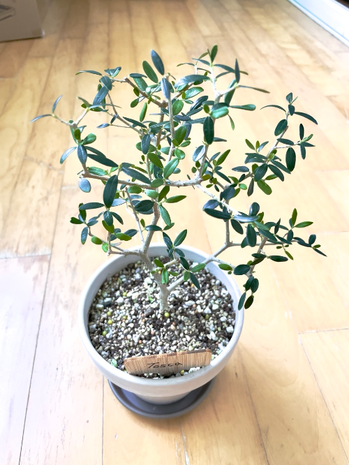 올리브나무 Olivetree