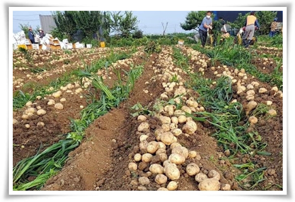 텃밭 "6월, 감자 수확하세요!" 텃밭에 숨겨진 금덩이, 지금 캐세요!