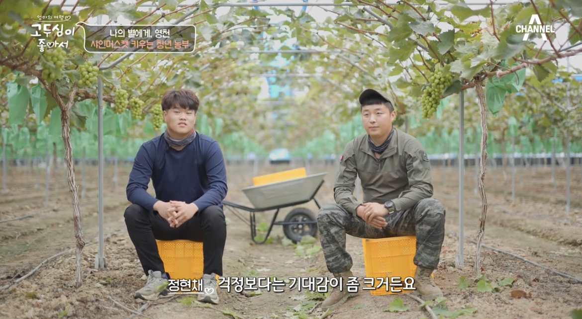 고두심이좋아서영천샤인머스켓키우는청년농부