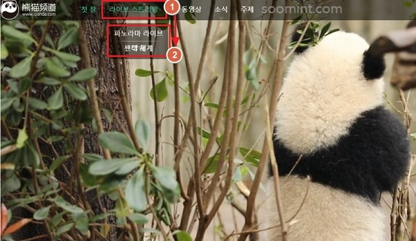 푸바오 중국 실시간 영상, 최근 소식