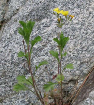 씀바귀 효능과 부작용 먹는법 고르는법