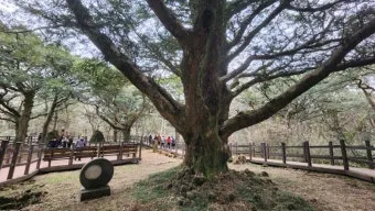 제주 비자림 숲속 산책로 여름 피서지 추천 장소_17