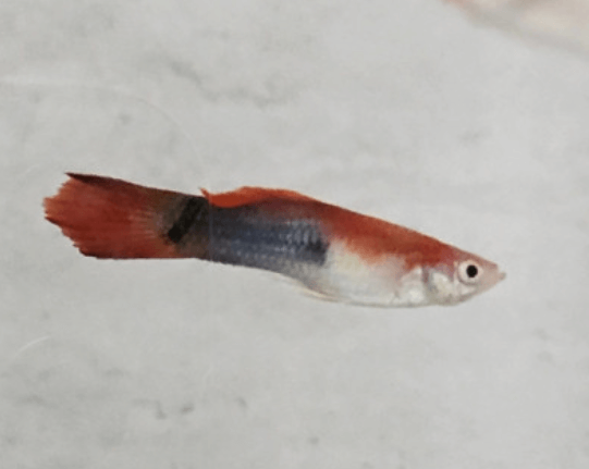 구피 질병 증상(백점병, 마우스펑기, 솔방울병 등)