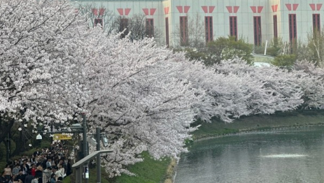 송파구 호수 벚꽃축제, 잠실 석촌호수 추천코스에 필요한 자료