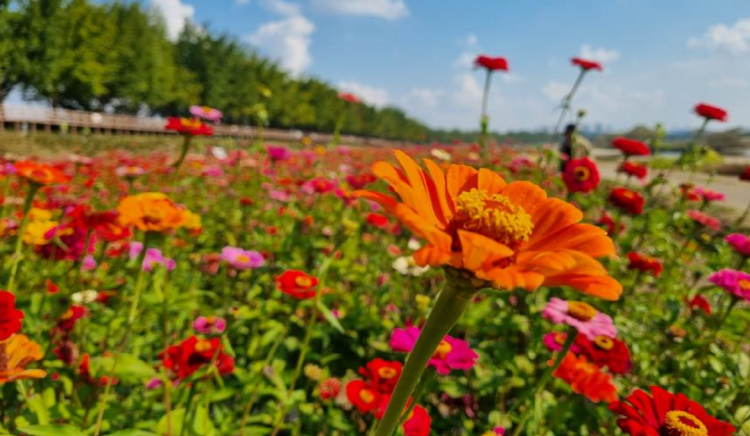아산 곡교천 단풍나무길