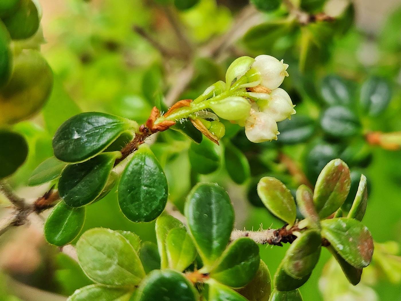 가울테리아(파스향나무) Gaultheria