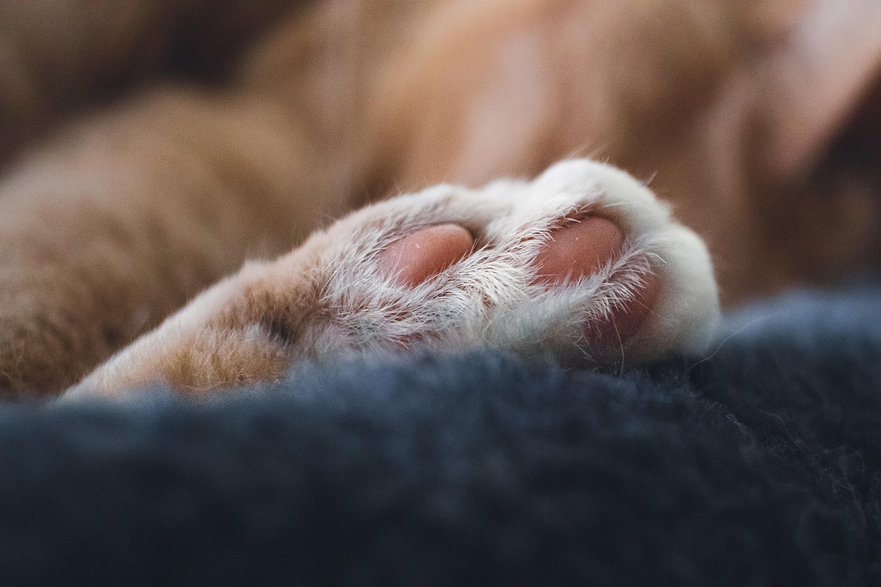 고양이 입냄새 (12)