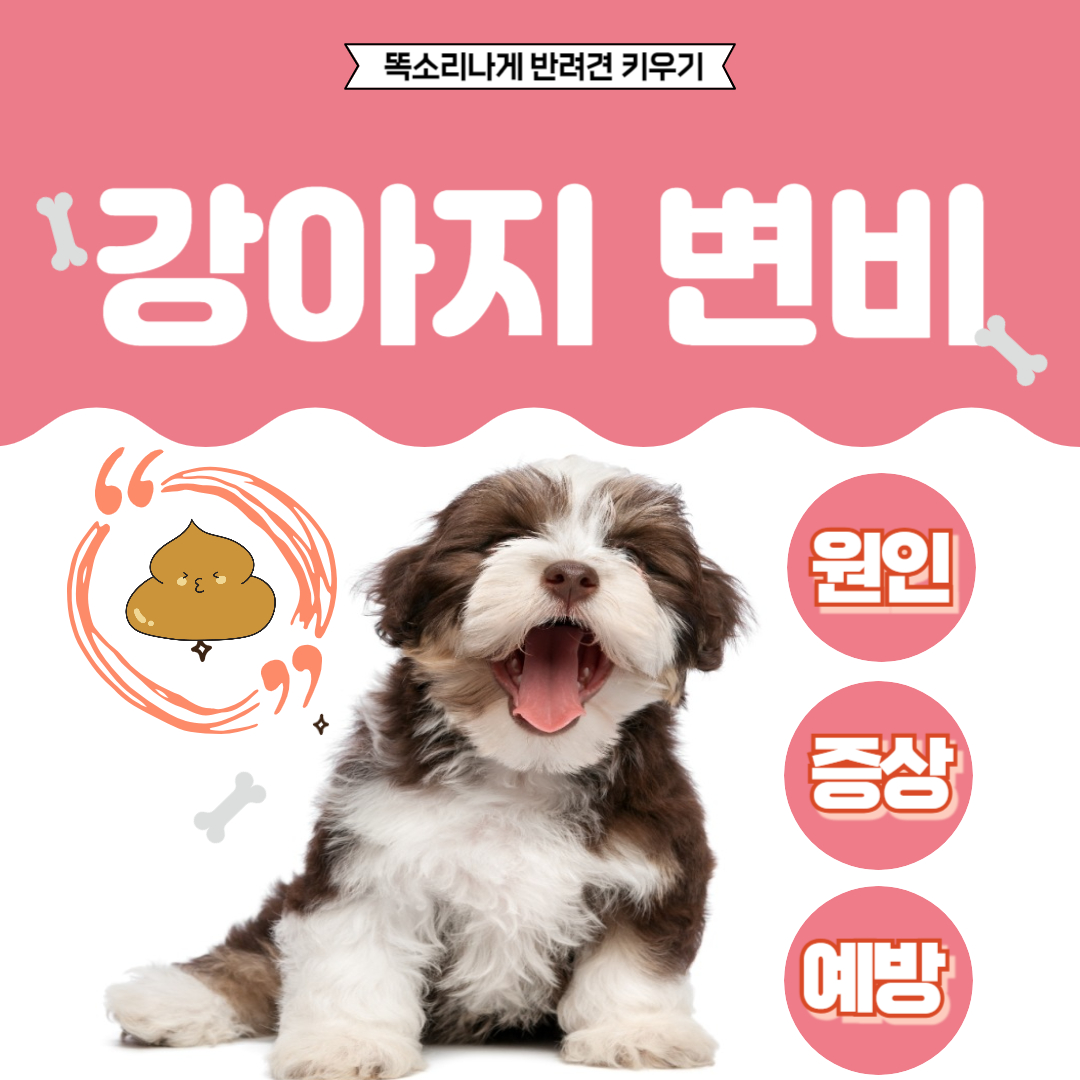 강아지 변비 원인 증상 예방법