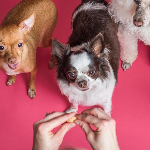 영양제를 간식처럼 먹으려 하는 강아지들