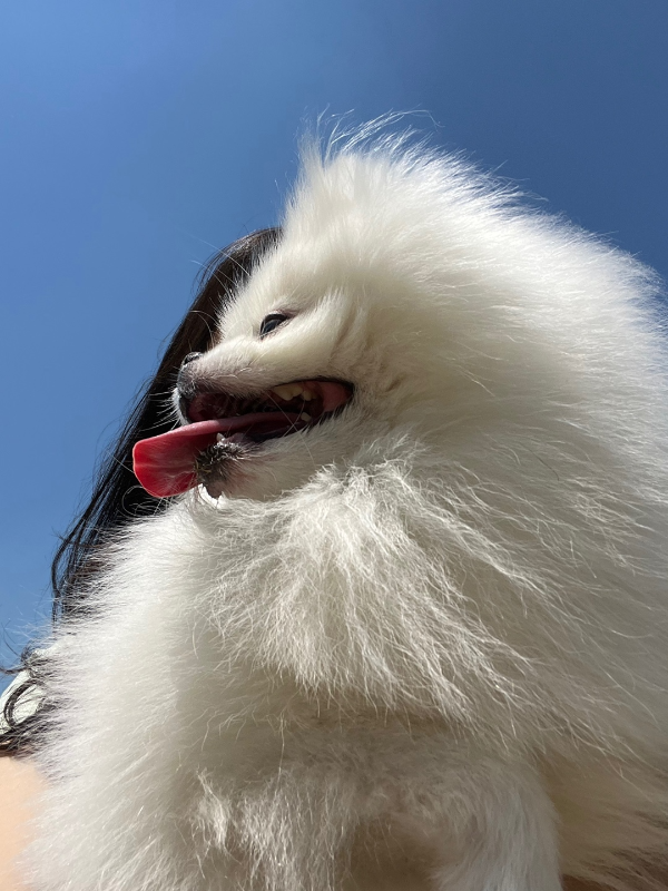 꾸마_멍리버_애견카페