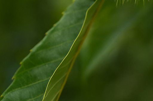 밤 영양성분 · 칼로리 · 생밤과 군밤 비교