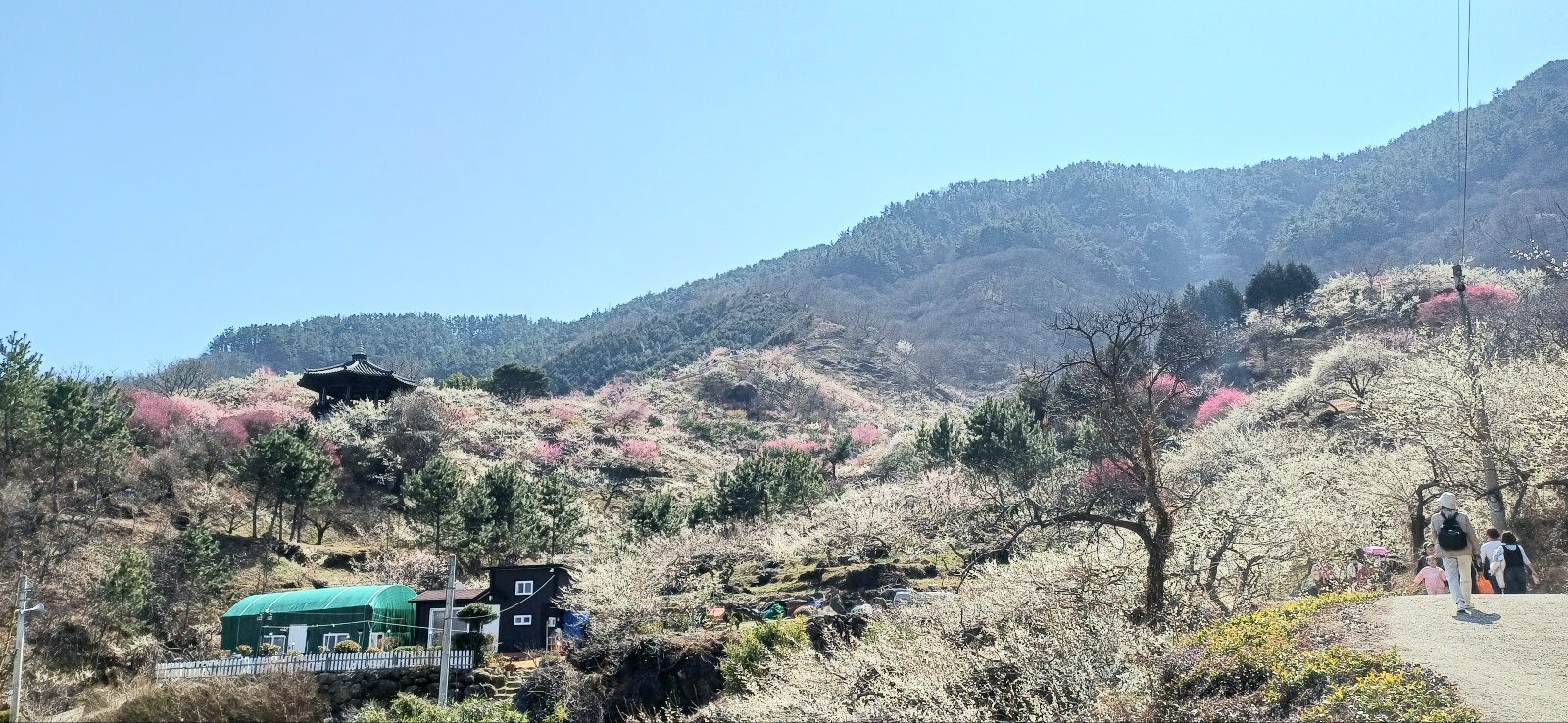 가지마다 촘촘하게 박혀 봄볕을 받아 투명하게 빛나는 하얀 매화꽃 디테일
