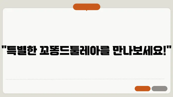 꼬똥드툴레아분양 특별한 아이들 이태원꼬똥드툴레아분양