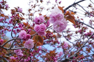 벚꽃 명소 근처 웰컴 키즈존(예스키즈존) 식당 완벽 가이드