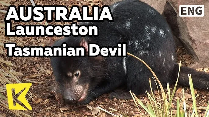 태즈메이니아 데빌 특징 매력 성격_9