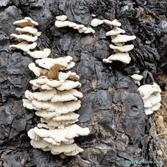 면역체계 강화에 효과적인 치마버섯