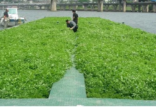 미나리 재배 수로 정비 그늘 재배 여름 관리_4