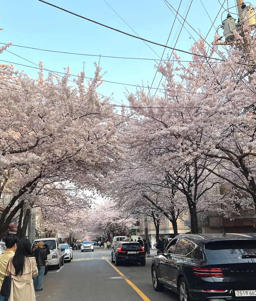 망원동 숨겨진 벚꽃 명소1-5