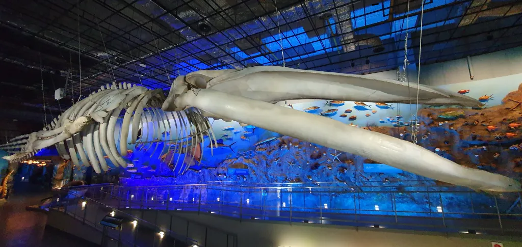 땅끝해양자연사박물관 대왕고래뼈 전시사진