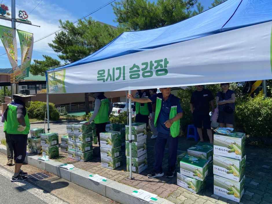 홍천 찰옥수수 축제 2026